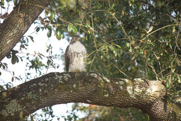 Hawk on the prowl in tall oak tree