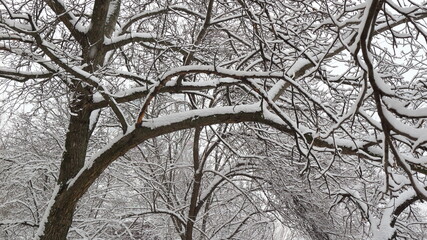 
Background of many snow-covered tree branches in winter