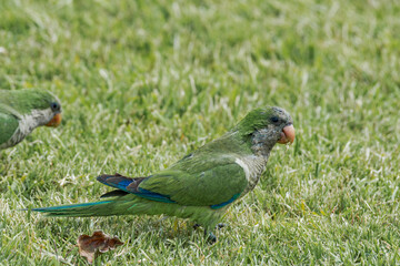 Monk Parakeets (Myiopsitta monachus) in park, Montevideo, Uruguay