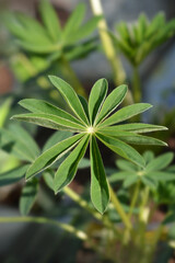 Lupin Russel Hybrids