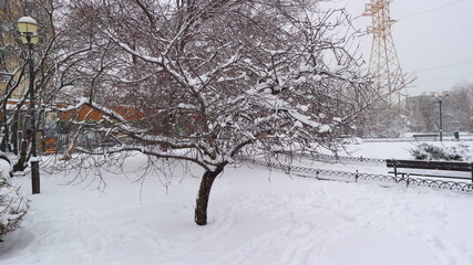 Fototapeta premium A lonely little snow-covered tree standing on a fenced snow-covered flower bed