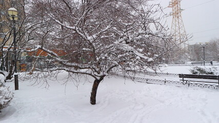 
A lonely little snow-covered tree standing on a fenced snow-covered flower bed