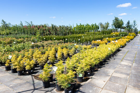 Ornamental trees and shrubs in pots for sale in the summer nursery center against a blue sky