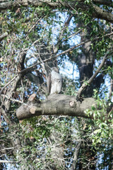 Hawk on the prowl in tall oak tree