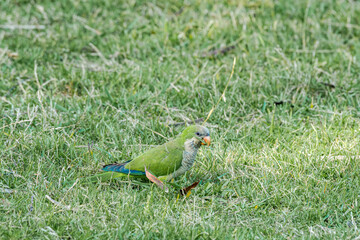 Monk Parakeet (Myiopsitta monachus) in park, Montevideo, Uruguay