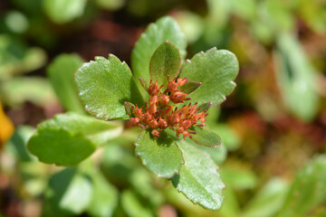 Russian Stonecrop