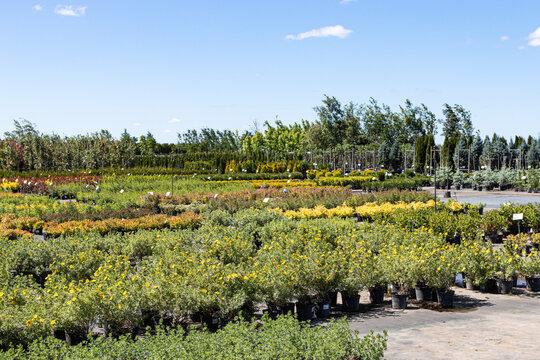 Ornamental trees and shrubs in pots for sale in the summer nursery center against a blue sky