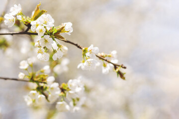 Branch of a blossoming tree on a garden background.