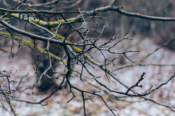 Late autumn landscape with tree branches and dry plants.