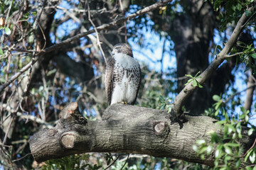 Hawk on the prowl in tall oak tree