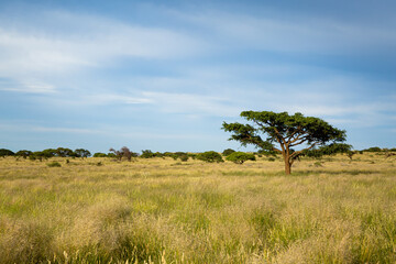 golden savanna