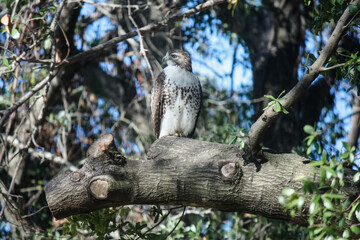 Hawk on the prowl in tall oak tree