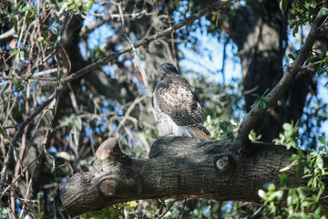 Hawk on the prowl in tall oak tree