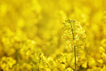 Obraz premium Bright Canola Rapeseed Field