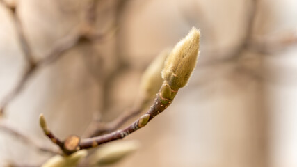 
Magnolia bud in winter, close up