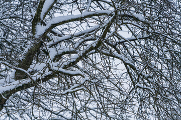 schneebedeckter kahler Baum im Winter