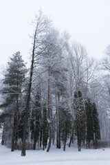 Beautiful winter panorama. Pine trees covered with snow on frosty evening.