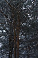 Beautiful winter panorama. Pine trees covered with snow on frosty evening.