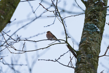 Gimpel auf kahlen Baum im Winter