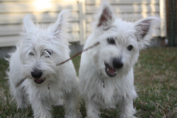Two young west highland white terriers