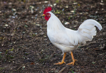 Close up de galo branco
