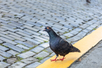 Pigeon