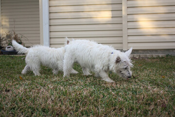 Two young west highland white terriers