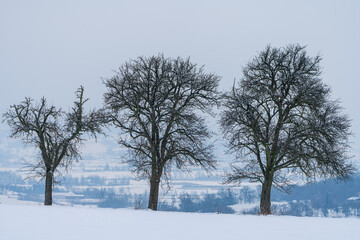 Drei kahle Bäume im Winter bei Scharten in Oberösterreich