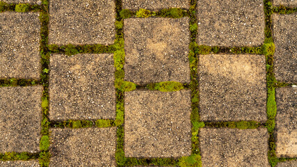 Close-up on a ground paved with small squares, the moss growing in its interstices