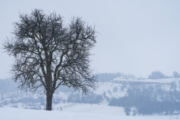 Fototapeta na wymiar Kahler Baum im Winter bei Scharten in Oberösterreich