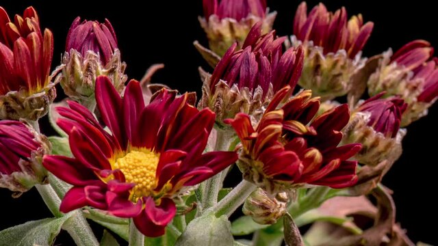 Time Lapse of blooming red Chrysanthemum flowers. Beautiful flower opening buds on black background. Timelapse of growing blossom many flowers with green leaves. Close-up.