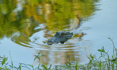 alligator in a pond