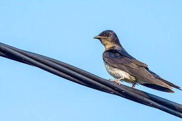 Grey-breasted Martin (Progne chalybea) in park, Montevideo, Uruguay