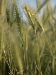 False barley - Hordeum murinum - field. Close up, blurred background. Shallow depth of field.