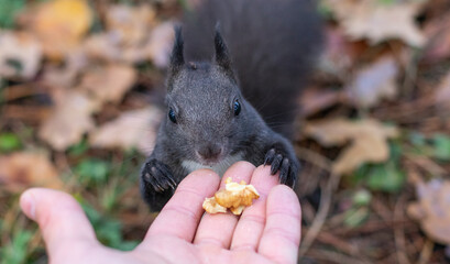 Close-up portrait of a gray squirrel eating nuts from a man's hand