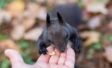 A gray squirrel eats nuts from a man's hand