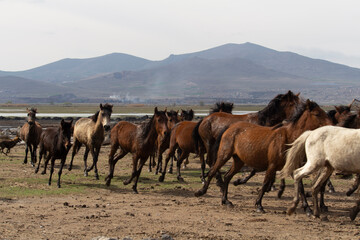 Fototapeta na wymiar herd of horses