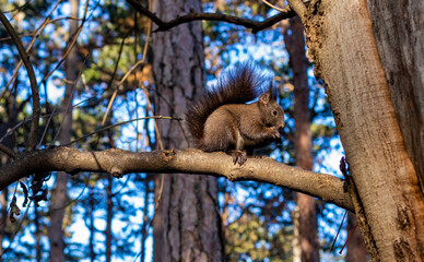 closeup shoot of squirrel with nut