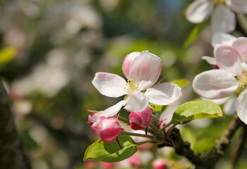 Naklejka na ściany i meble a beautiful pink apple blossom closeup of a wild apple tree in the dutch countryside in springtime