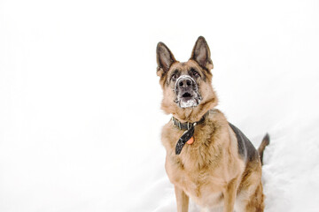The german shepherd dog with a funny expression walking on snow. Purebreed dog. Dog on white winter background wiht copy space.