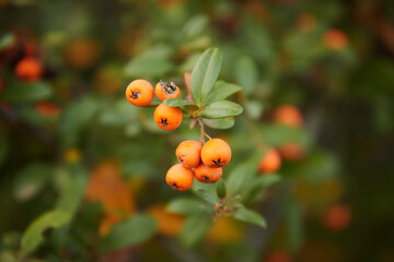 orange rowan berries on a branch hang against the background of a green bush of foliage and a tree