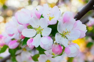 Fototapeta na wymiar Apple tree flowers on a light background, flowering apple trees