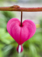 Flowering of the plant Dicentra formosa on a blurred background. This flower has another name - a...