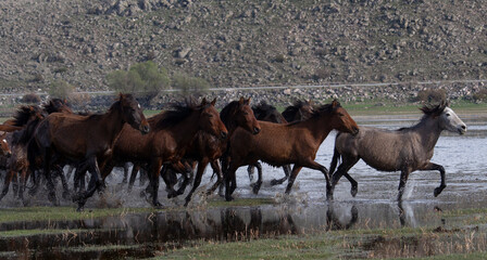 herd of horses