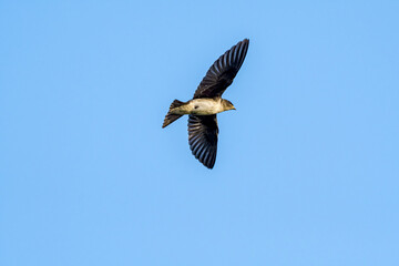 Grown-up chick of Grey-breasted Martin (Progne chalybea) in park, Montevideo, Uruguay