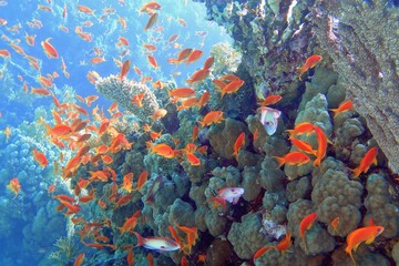 Fototapeta na wymiar Beautiful tropical coral reef with shoal or red coral fish Anthias