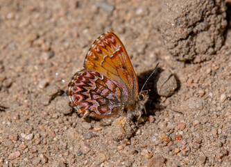 Western Pine Elfin Butterfly