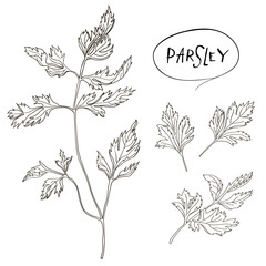 Fresh parsley leaves and stems sketch.