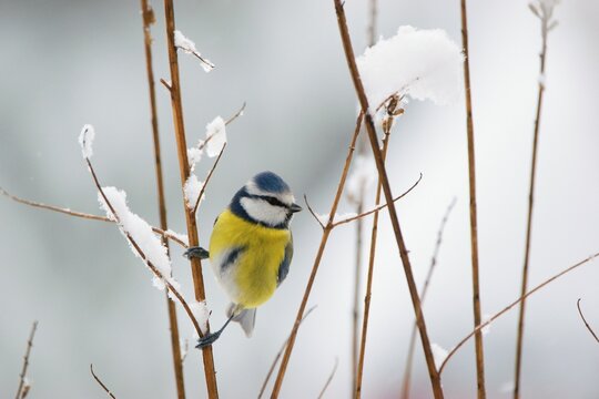 Beautiful winter scenery with Blue tit bird sitting on the thin branch (Cyanistes caeruleus)