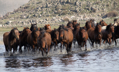 herd of horses